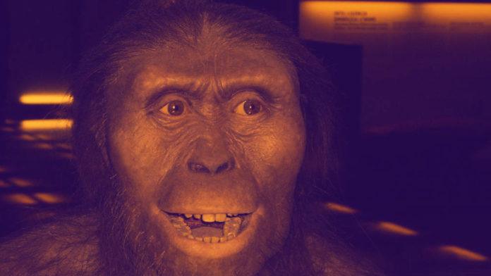 Australopithecus