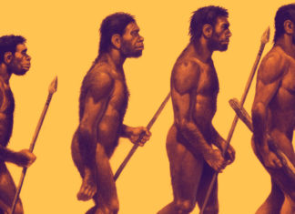 Evolução do Homem Primitivo