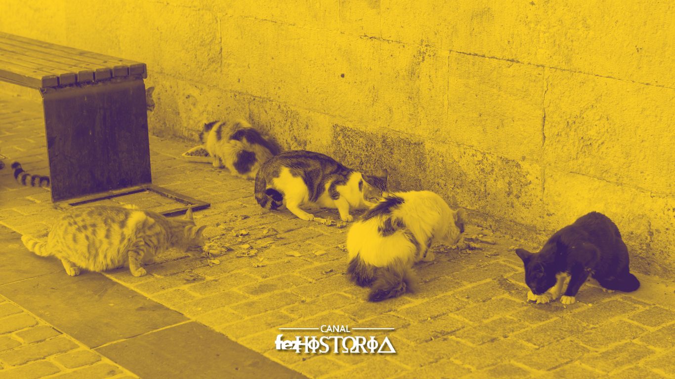 04 Abril - Dia Mundial dos Animais de Rua