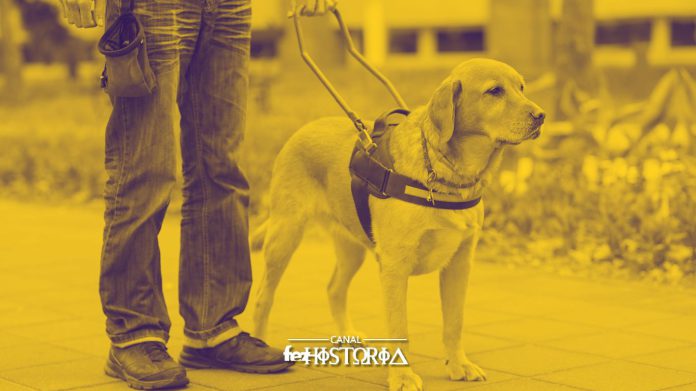 24 Abril - Dia Internacional do Cão-Guia