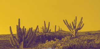 28 Abril - Dia Nacional da Caatinga