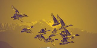 11 Maio - Dia Mundial das Aves Migratórias