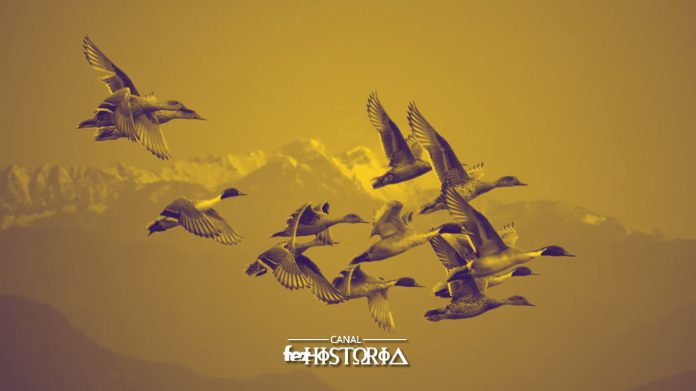 11 Maio - Dia Mundial das Aves Migratórias