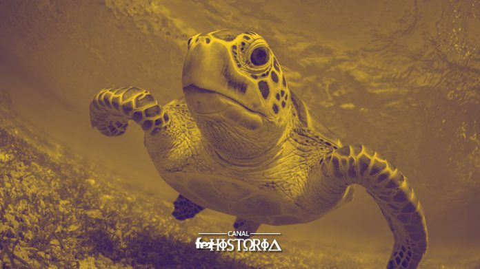 23 Maio - Dia da Tartaruga