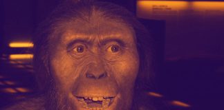 Australopithecus