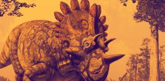 ceratopse
