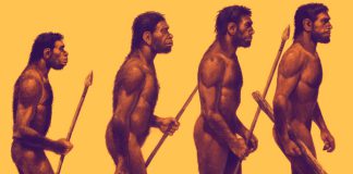 Evolução do Homem Primitivo