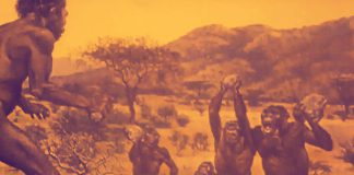 Homo Erectus