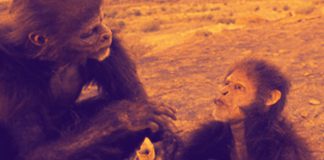 Homo Habilis