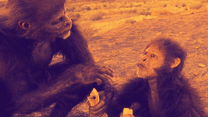 Homo Habilis