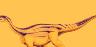 Prossauropodes