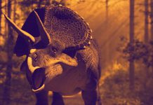 Protocerátopos