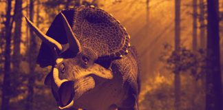 Protocerátopos