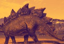 Stegosaurus