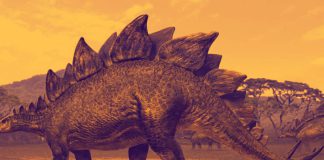 Stegosaurus